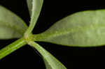 Bluntleaf bedstraw